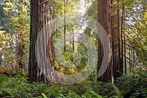 Redwood Forest Landscape in Beautiful Northern California