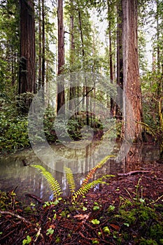 Redwood Forest Landscape in Beautiful Northern California