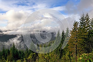 Redwood Forest Landscape in Beautiful Northern California photo