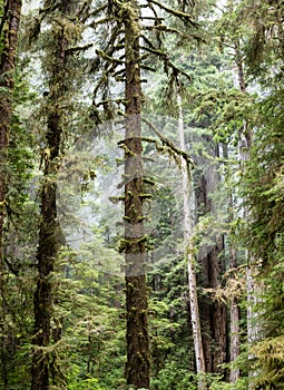 Redwood Forest in Northern California