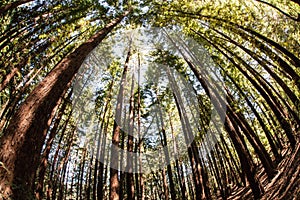 Redwood Forest in Northern California