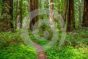 Redwood Forest Path in Humboldt County