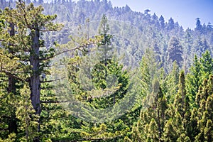 Redwood forest, Pescadero Creek County Park, San Francisco bay area, California