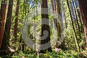 Redwood forest, Pescadero Creek County Park, San Francisco bay, California