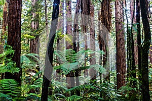 Redwood Forest Rotorua