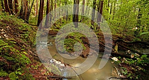 Redwood Forest Stream photo