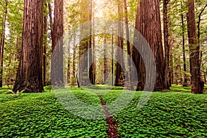 Redwood Forest at Sunrise. Northern California, USA