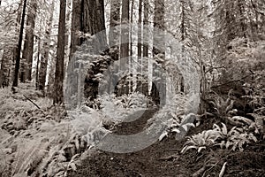 Redwood Forest Trail in Infrared