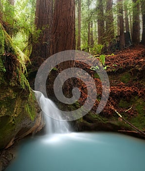 Redwood forest waterfall