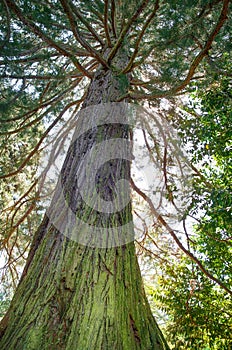 Redwood giant tree