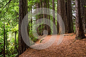 Redwood Grove in Hamurana Springs