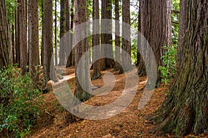 Redwood Grove in Hamurana Springs photo