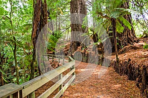 Redwood Grove in Hamurana Springs photo