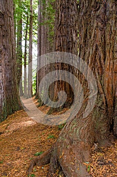 Redwood Grove in Hamurana Springs photo