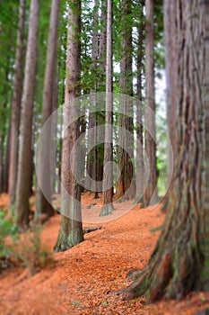 Redwood Grove at Hamurana Springs photo