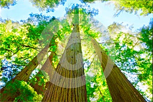 Redwood grove in north California.