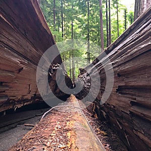 Redwood Hollowed Tree Trunk Redwood National Park