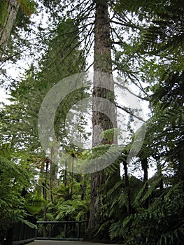Redwood, the huge tree in the wildlife park