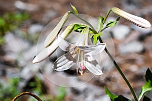 Redwood Lily Lilium rubescens blooming in the forests of Siskiyou County, Northern California