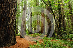 Redwood national park photo