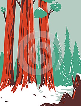 Redwood National and State Park During Winter with Coastal Redwoods Located Northern California WPA Poster Art