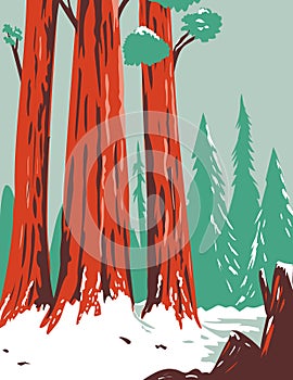 Redwood National and State Park During Winter with Coastal Redwoods Located Northern California WPA Poster Art photo
