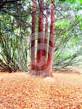 Redwood pine trees in autumn