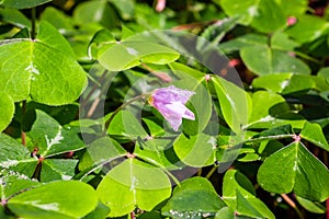 Redwood sorrel flower and leaves Oxalis oregana in the forests of Santa Cruz mountains, San Francisco bay area, California photo