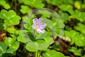 Redwood sorrel flower and leaves Oxalis oregana in the forests of Santa Cruz mountains, San Francisco bay area, California photo