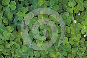 Redwood Sorrel in Oregon Forest