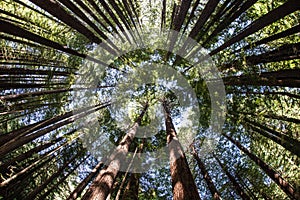 Redwood Tree Canopy photo