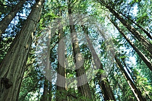 Redwood Tree Grove