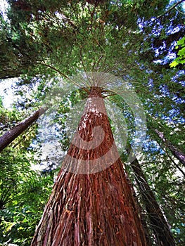 Redwood tree in New Zealand