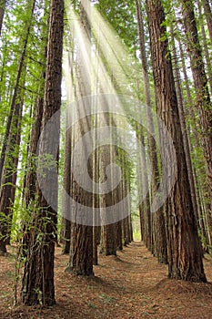 Redwood Tree Plantation