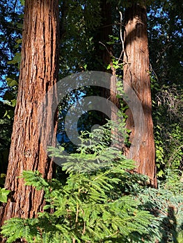 Redwood tree trunks