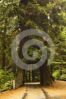 Redwood Tree Tunnel photo