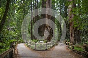 Redwood trees