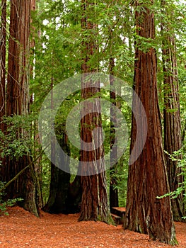 Redwood trees photo