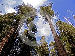 Redwood trees