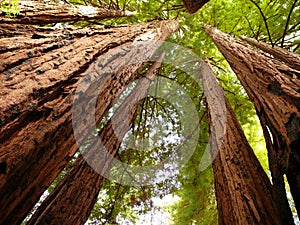 Redwood trees photo