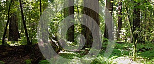 Redwood Trees and Green Foliage in California