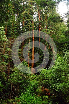 Redwood trees grow to unimaginable heights