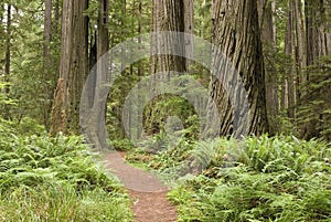 Sequoie alberi turismo marciapiede 