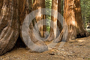 Redwood Trees in Mariposa Grove, Yosemite photo