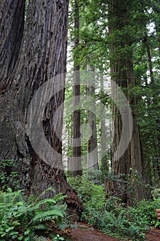 Redwood trees, Redwood National Park, California, USA