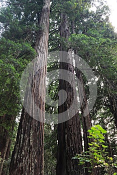 Redwood trees, Redwood National Park, California, USA