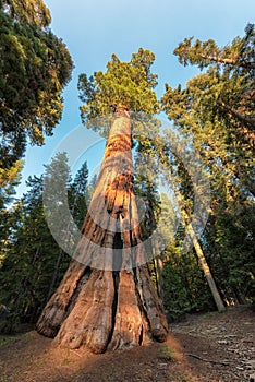 Redwood Trees in Sequoia National Park