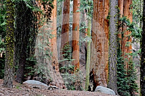 Redwood Trees in Sequoia National Park