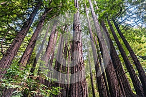Sequoie alberi sequoie foresta 