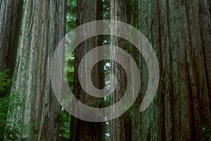 Redwoods 02 photo